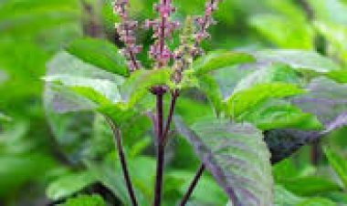 ନିୟମିତ ତୁଳସୀ ସେବନ ,ରୋଗ ପ୍ରତିରୋଧକ ଶକ୍ତି ବୃଦ୍ଧି