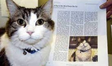 ମୃତ୍ୟୁର ପୂର୍ବାନୁମାନ କରୁଥିବା ବିରାଡ଼ି