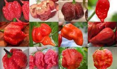 ରାଗୁଆ ଲଙ୍କା ‘ପେପ୍ପର ଏକ୍ସ’