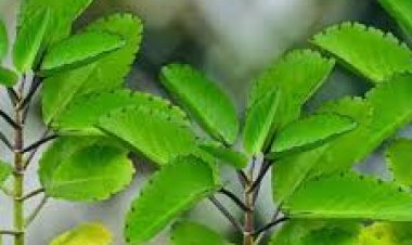 ଔଷଧୀୟ ବୃକ୍ଷ ଅମରପୋଇ