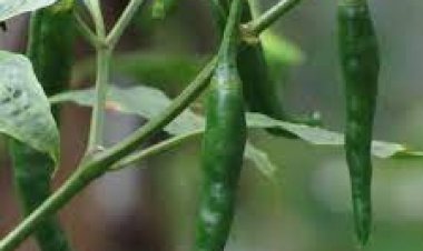 ଅଧିକ କଞ୍ଚା ଲଙ୍କା ଖାଉଛନ୍ତି କି ? ହୋଇଯାଆନ୍ତୁ ସାବଧାନ