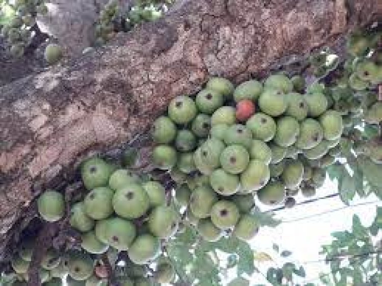 ଔଷଧୀୟ ଗୁଣରେ ଭରପୁର ଡିମିରି ଫଳ