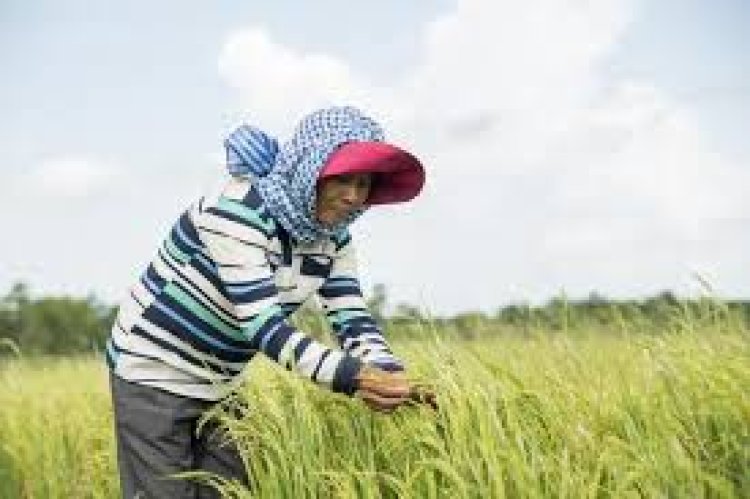 ଚିନ୍ତାରେ ଚାଷୀ : ଧାନରେ ଚକଡ଼ା ପୋକ