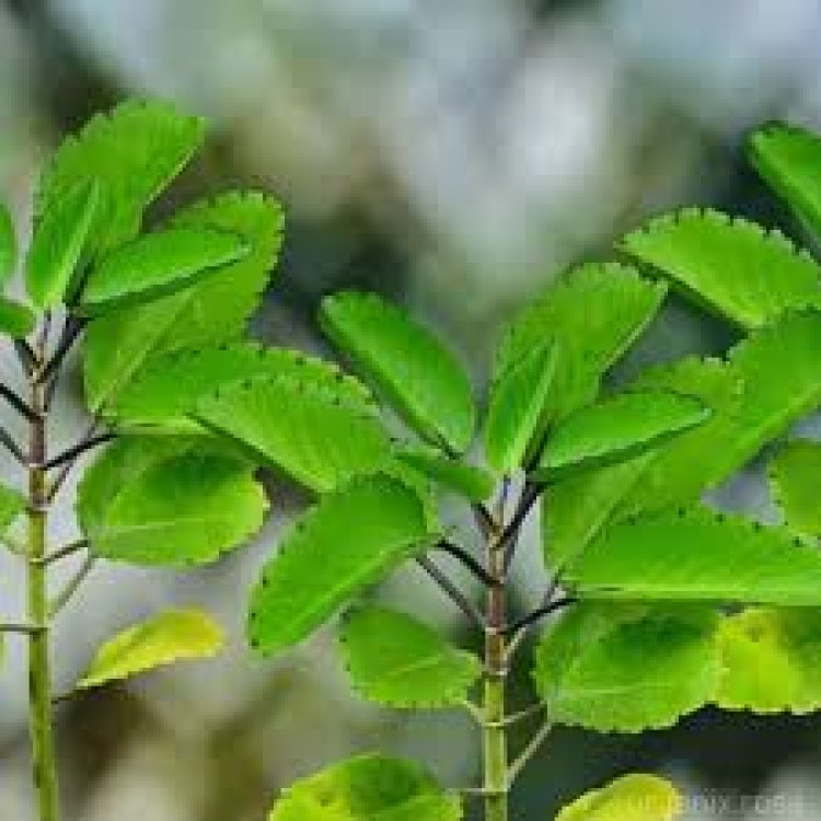 ଔଷଧୀୟ ବୃକ୍ଷ ଅମରପୋଇ