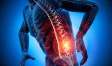 ଶରୀରର ସପୋର୍ଟ ସିଷ୍ଟମ ମେରୁଦଣ୍ଡ