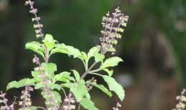 ଗର୍ଭାବସ୍ଥାରେ ତୁଳସୀ ଖାଇଲେ କ’ଣ ସୁଫଳ ମିଳିଥାଏ....