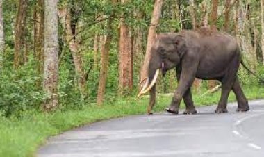 ହାତୀ ଆକ୍ରଣରେ ଆଉ ଜଣେ ମୃତ