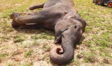 ଦନ୍ତାହାତୀର ମୃତଦେହ ଠାବ