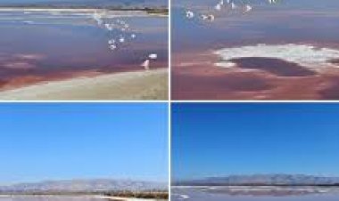 ଏଠି ପାଣି ବିଷାକ୍ତ, ଛୁଇଁବା ବିପଦ : ବାର୍ବି ପୁଷ୍କରିଣୀ