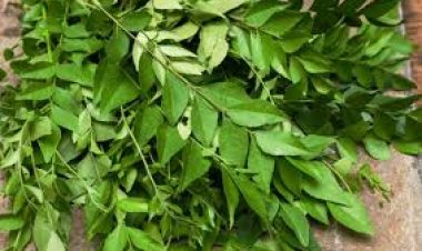 ହୃଦୟ ପାଇଁ ବେଶ ଲାଭଦାୟକ ଭୃସଙ୍ଗ ପତ୍ର