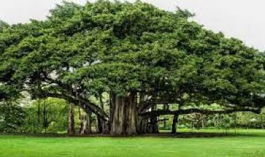 ବରଗଛ ମାହାତ୍ମ୍ୟ