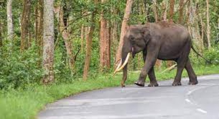 ହାତୀ ଆକ୍ରଣରେ ଆଉ ଜଣେ ମୃତ