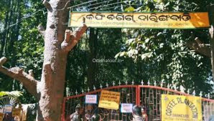 ପ୍ରକୃତିର ରାଣୀ ଦାରିଙ୍ଗବାଡ଼ି