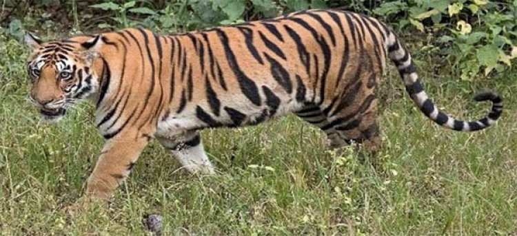 ସାତକୋଶିଆ ଆସିବେ ବାଘ, ବାଘୁଣୀ