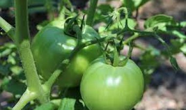 ସବୁଜ ବିଲାତି ଖାଉଥିଲେ .....