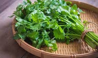 ଅନେକ ରୋଗରୁ ରକ୍ଷା କରେ ଧନିଆପତ୍ର