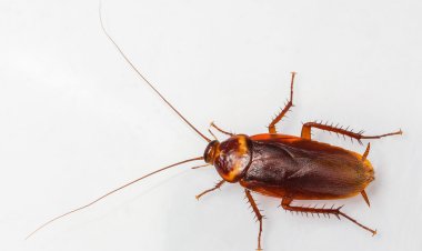 ରୋଷେଇ ଘରେ ଅସରପା ହେଉଛନ୍ତି? ଆପଣାନ୍ତୁ ଏହି ଉପାୟ..