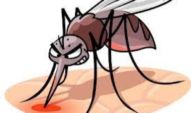 କେଉଁ ବ୍ଲଡ୍ ଗ୍ରୁପର ଲୋକଙ୍କୁ ମଶା ଅଧିକ କାମୁଡିଥାଆନ୍ତି, ଜାଣନ୍ତୁ