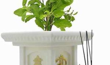 ଗୃହର କେଉଁ ଦିଗରେ  ତୁଳସୀ ବୃକ୍ଷ ରହିବା ଉଚିତ୍?