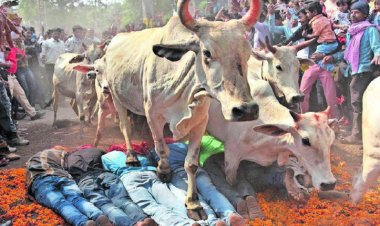 ଶ୍ରଦ୍ଧାଳୁଙ୍କ ଉପରେ ଗୋରୁଗାଈ ଚଢ଼ାଯିବାର ଏକ ନିଆରା ପରମ୍ପରା