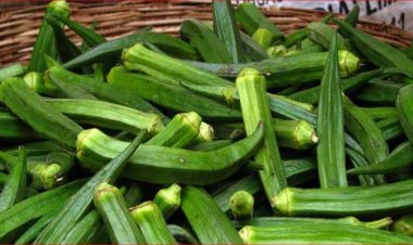 ଭେଣ୍ଡି ଖାଇବାର ଅନେକ ଫାଇଦା