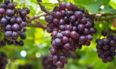 ଅଙ୍ଗୁର ଖାଇବାର ଅନେକ ଫାଇଦା