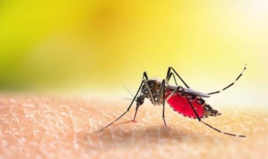 କେଉଁ ବ୍ଲଡ୍ ଗ୍ରୁପର ଲୋକଙ୍କୁ ମଶା ଅଧିକ କାମୁଡିଥାଆନ୍ତି, ଜାଣନ୍ତୁ