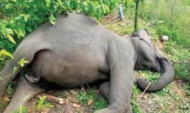 ଆଖିବୁଜିଲା ଦନ୍ତା