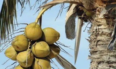 ରୋଗ ପ୍ରତିରୋଧ ଶକ୍ତି ବଢ଼ାଏ ନଡ଼ିଆ ପାଣି