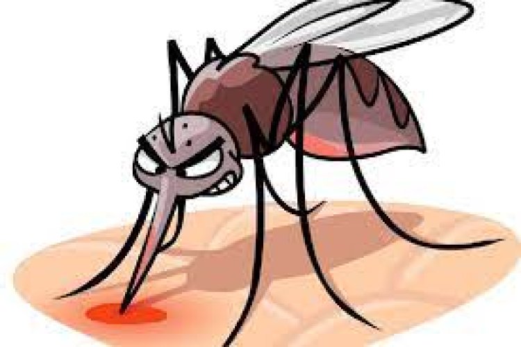 କେଉଁ ବ୍ଲଡ୍ ଗ୍ରୁପର ଲୋକଙ୍କୁ ମଶା ଅଧିକ କାମୁଡିଥାଆନ୍ତି, ଜାଣନ୍ତୁ