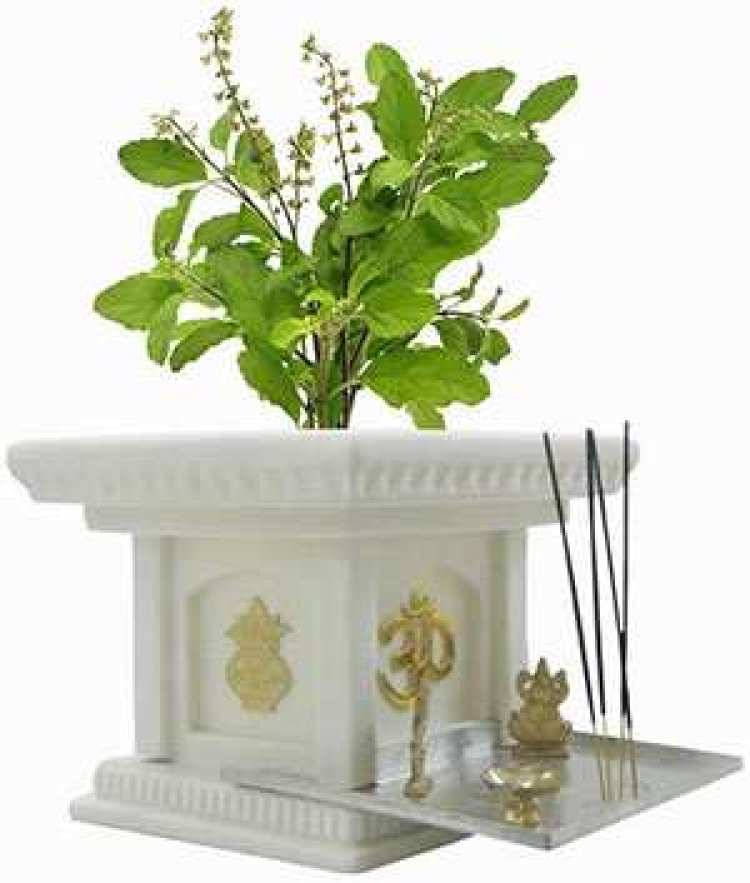 ଗୃହର କେଉଁ ଦିଗରେ  ତୁଳସୀ ବୃକ୍ଷ ରହିବା ଉଚିତ୍?