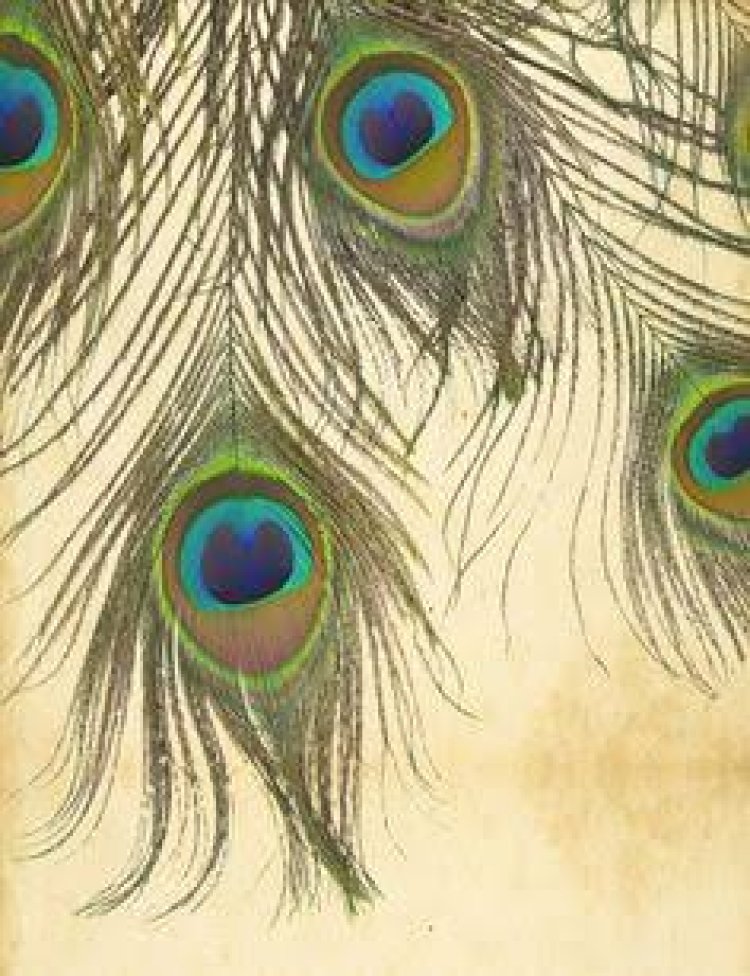 ଘରେ ରଖନ୍ତୁ ମୟୂର ପୁଚ୍ଛ, ବଦଳି ଯିବ ଭାଗ୍ୟ