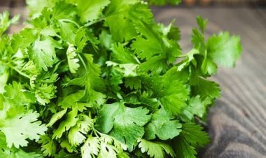 ଧନିଆଁ ପତ୍ର ୧୦ଟି ରୋଗ ପାଇଁ ବେଶ ଉପାଦେୟ