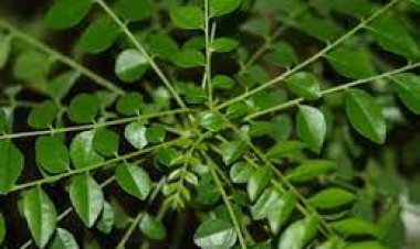 ପେଟ ପାଇଁ ରାମବାଣ ଭୃଶୁଙ୍ଗ ପତ୍ର: ଜାଣନ୍ତୁ ଏହାର ଔଷଧୀୟ ଗୁଣ