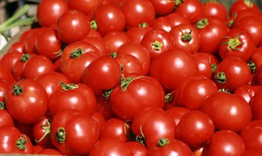 ନିୟମିତ ଟମାଟୋ ଖାଇଲେ ତ୍ୱଚା ଉଜ୍ଜଳ ହୋଇଥାଏ