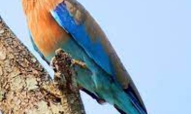 ରାମାୟଣ ସହ  ନୀଳକଣ୍ଠର ପକ୍ଷୀ ରହିଛି କ’ଣ ସଂପର୍କ?