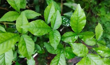 ବେଲପତ୍ରରେ ଲୁଚିରହିଛି ସୌନ୍ଦର୍ଯ୍ୟତାର ଚାବିକାଠି