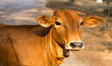 ଗାଈ ଦିଏ ଶୁଭ ସଙ୍କେତ