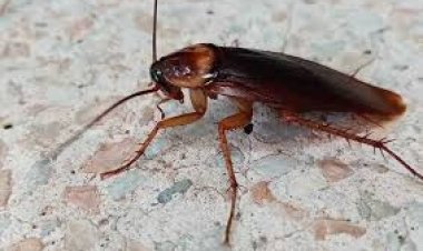 ଘରୁ ଦୂର କରନ୍ତୁ ଅସରପା ସମସ୍ୟା