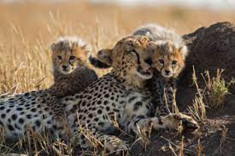 ଚିତା ପ୍ରୋଜେକ୍ଟକୁ ଖୁସି ଖବର, ୩ ଶାବକଙ୍କୁ ଜନ୍ମ ଦେଲା ‘ଜ୍ୱାଳା’