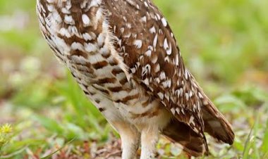 ପେଚା ମୂର୍ତି ରଖିବା ଶୁଭଦାୟକ