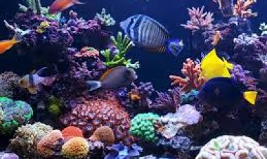 ଆକ୍ୱାରିୟମ ଆଣିଦିଏ ସମୃଦ୍ଧି