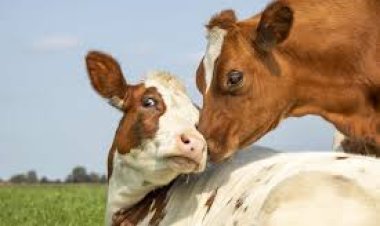 ଗାଈ ଦେଇଥାଏ ଶୁଭ ସଙ୍କେତ