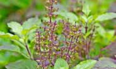 ଏହି ଦୁଇ ଦିନ ତୁଳସୀ ଗଛରେ ଦିଅନ୍ତୁନି ପାଣି