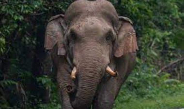 ହାତୀ ଆକ୍ରମଣରେ ବୃଦ୍ଧ ମୃତ