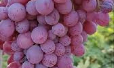 ସ୍ୱାସ୍ଥ୍ୟ ପାଇଁ ଉପକାରୀ ଲାଲ ଅଙ୍ଗୁର