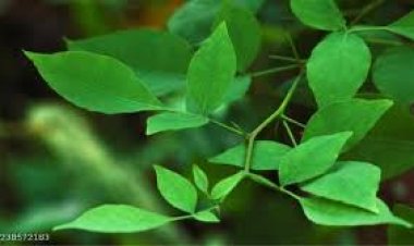 ବେଲ ଗଛ ଥିଲେ ପାଇବେ ଅନେକ ଫାଇଦା