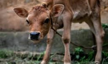 ଦେଢ଼ ଲକ୍ଷ ବାଛୁରୀଙ୍କ ବାପା