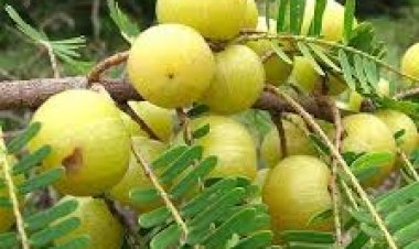 ଅଁଳାର ଅନେକ ଉପକାରୀ ଗୁଣ, ଜାଣନ୍ତୁ