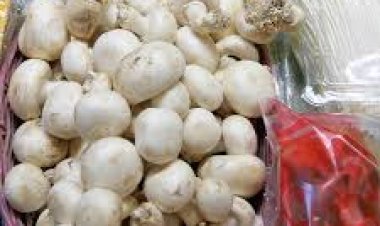 ଛତୁର ଖାଉଥିଲେ ସାବଧାନ